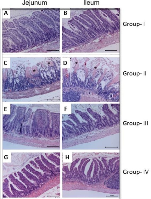 Figure 1:  Effect of ischemia reperfusion and dex in jejunum and ileum. (Stained with hematoxylin-eosin, magnification X100) Normal intestinal histology of jejunum and ileum in both group 1 (control) and group 3 (DEX) (A, B, E,F). Massive epithelial sloughing and denuded villi (asteriks) in both jejunum and ileum of IR group (C, D). Most of the villi were covered by epithelium at the tips in both jejunum and ileum of dext pretreated IR group (G, H).