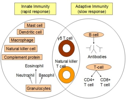 Fig.1: Adaptive and Innate immunity