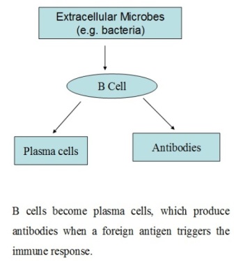 Fig.3: Activation of B cell in the presence of foreign antigen.