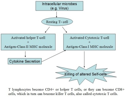Fig.4: Activation of T-cell.